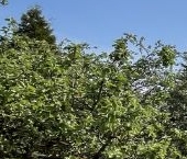 Продать Дачи, коттеджи, загородные дома Пушкин, Заозерное СНТ   