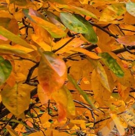 Продажа 3-комн квартиры на вторичном рынке улица Плесецкая, 21