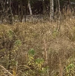 Продажа земли д. Пухолово, улица Полевая