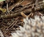 Продать Земельные участки, земля Охтинский парк кп, д. Энколово, улица Шереметева   