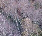 Продать Земельные участки, земля Надежда СНТ, 37   