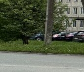 Продать Квартиры вторичка Всеволожск, Ленинградская улица, 11   