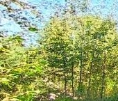 Продать Дачи, коттеджи, загородные дома Учхоз садоводческий массив, Прометей-Учхоз СНТ, 8-я линия, 8/1   