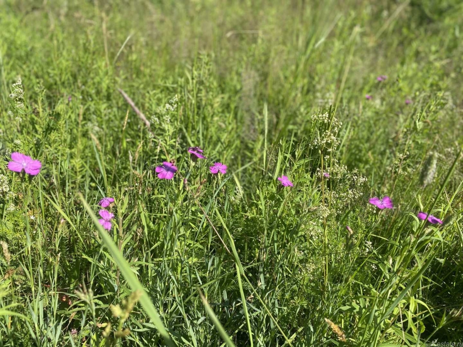 Продажа земли Старково д.,