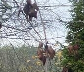 Продать Дачи, коттеджи, загородные дома КБСМ Дубочки СНТ, улица Косая   