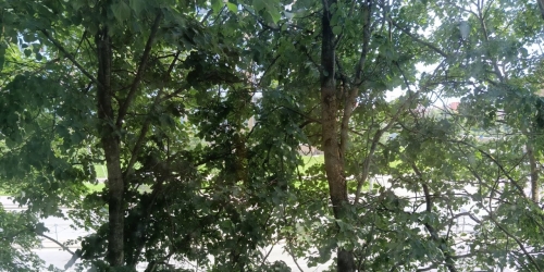 2-комн квартира Красное Село г., Гатчинское шос.,  д. 13,  к. 1