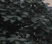 Продать Квартиры вторичка Есенинский бульвар, 9К5   