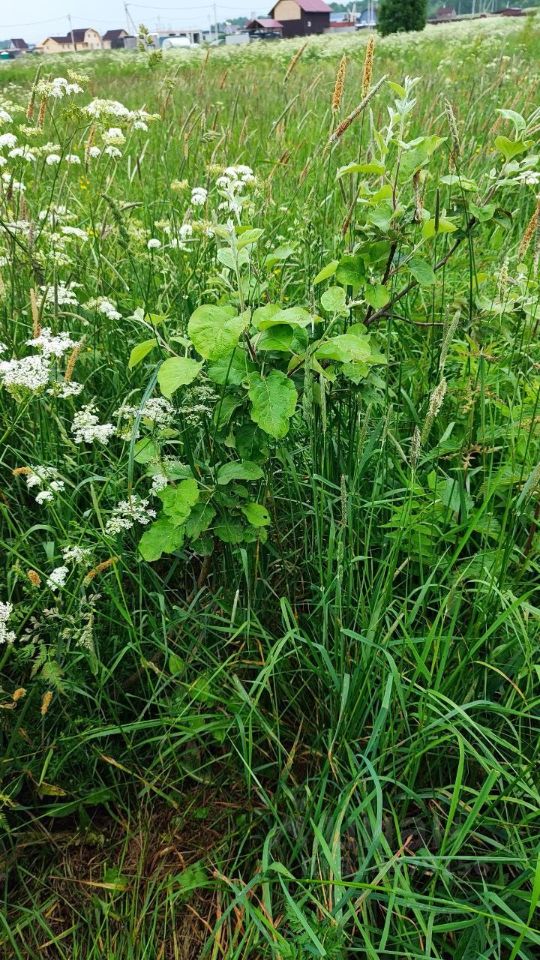 Продажа земли д. Еглизи, проезд 4-й, 418