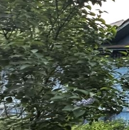 Продажа земли Всеволожск, Бибиковская улица, 23 Продажа земли Всеволожск, Бибиковская улица, 23