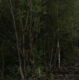 Продажа земли Юбилейное-Ручьи СНТ Продажа земли Юбилейное-Ручьи СНТ