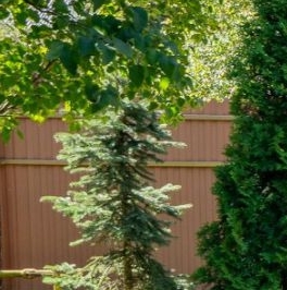 Продажа дома пос. Лисий Нос, Высокая улица, 49