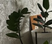 Сдать в аренду Комнаты в квартирах улица Шумилова, 8   