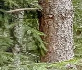 Продать Дачи, коттеджи, загородные дома Чайка СНТ, 5-я линия  142 