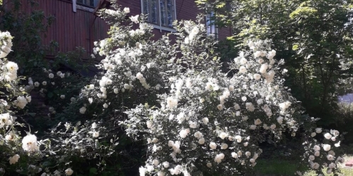 2-комн квартира Приозерск г., Советская ул. ,  д. 11