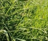 Продать Дачи, коттеджи, загородные дома Стройдеталь СНП, Тосно г.  145 