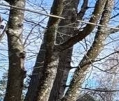 Продать Дачи, коттеджи, загородные дома пл Сады Массив Дунай массив дп   