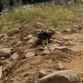 Продажа земли Золотой Колос СНТ, улица 1-я Родниковая