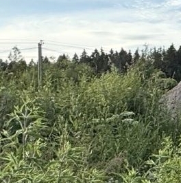 Продажа земли пос. Первомайское, Ручеек-Первомайское СНТ, переулок Магистральный