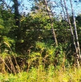 Продажа дома Учхоз садоводческий массив, Прометей-Учхоз СНТ, 8-я линия, 8/1