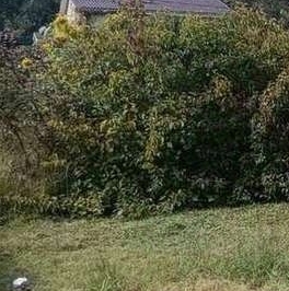 Продажа земли Новая Ропша садоводческий массив, Макаровец-1 СНТ, аллея 12-я Лесная,  д. 31А