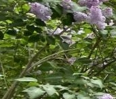 Продать Дачи, коттеджи, загородные дома Сергиево тер., улица Республиканская, 6А   