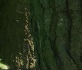 Продать Земельные участки, земля Петергоф, Знаменка тер.   