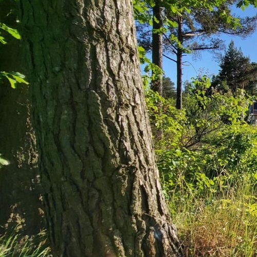 Земельный участок Петергоф, Знаменка тер.