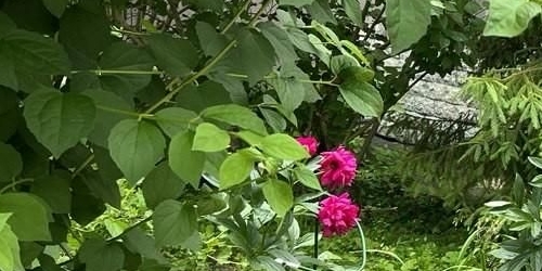 1-комн квартира Пушкин, улица Глинки, 31