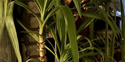 3-комн квартира улица Орбели, 27К1