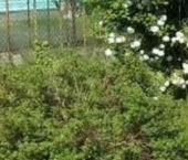 Продать Дачи, коттеджи, загородные дома Мшинская садоводческий массив, Метро-1 СНТ  48 