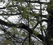 Продать Дачи, коттеджи, загородные дома Вырица городской поселок   