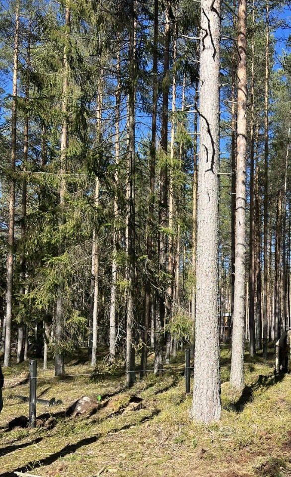 Продажа земли Алые Паруса кп, пос. Пески, проезд 6-й Парусный