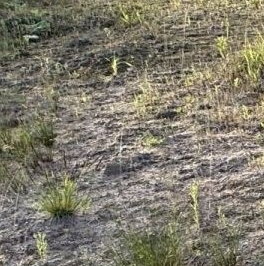 Продажа земли пос. Первомайское, Ручеек-Первомайское СНТ, переулок Магистральный