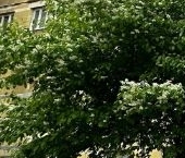 Продать Квартиры вторичка Пулковское шоссе, 13К4   