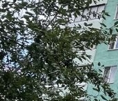 Продать Квартиры вторичка Реутов, Лесная улица, 7   