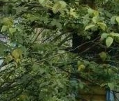 Продать Дачи, коттеджи, загородные дома Пупышево садоводческий массив, Фрегат СНТ, улица Строителей, 532   