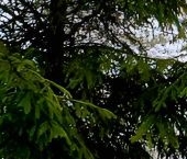 Продать Дачи, коттеджи, загородные дома Борисова Грива садоводческий массив, Фурнитура СНТ   