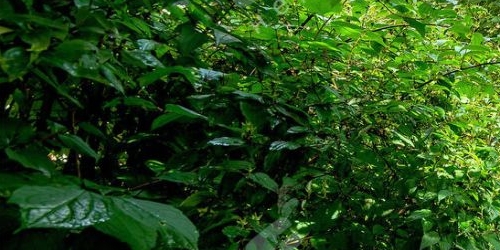 3-комн квартира Пушкин, Октябрьский бульвар, 17