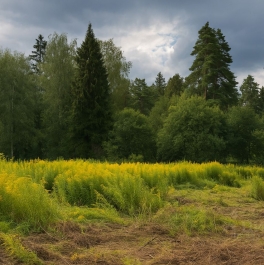 Продажа земли Бузланово, Новая Полевая улица, д. 23 Продажа земли Бузланово, Новая Полевая улица, д. 23