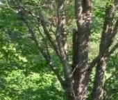 Продать Дачи, коттеджи, загородные дома Дружное-3 СНТ, улица Орехова   