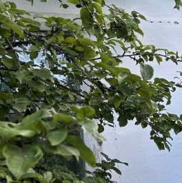 Продажа дома Петергоф, улица Скороходовская