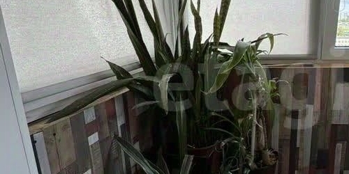 1-комн квартира улица Карпинского, 33к1