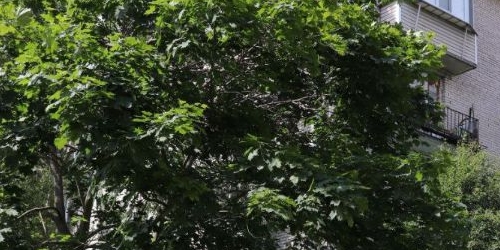 1-комн квартира улица Пилотов, 15К1