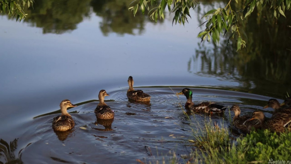 Продажа ПСН Загородная улица