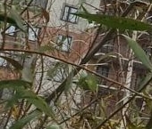 Сдать в аренду Квартиры вторичка Дрожжино пгт, улица Южная, 13   