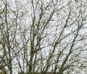 Продать Дачи, коттеджи, загородные дома Павловск, Славяночка-2 СНТ, 329   