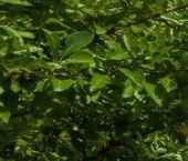 Продать Дачи, коттеджи, загородные дома д. Ексолово, улица Полевая, 27   