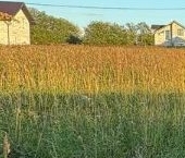 Продать Земельные участки, земля д. Бугры, улица Главная, 21   
