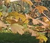 Продать Дачи, коттеджи, загородные дома Нефтяник СНТ, улица 10-я   