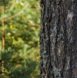 Продажа земли Ленинское кп, пос. Ленинское Продажа земли Ленинское кп, пос. Ленинское